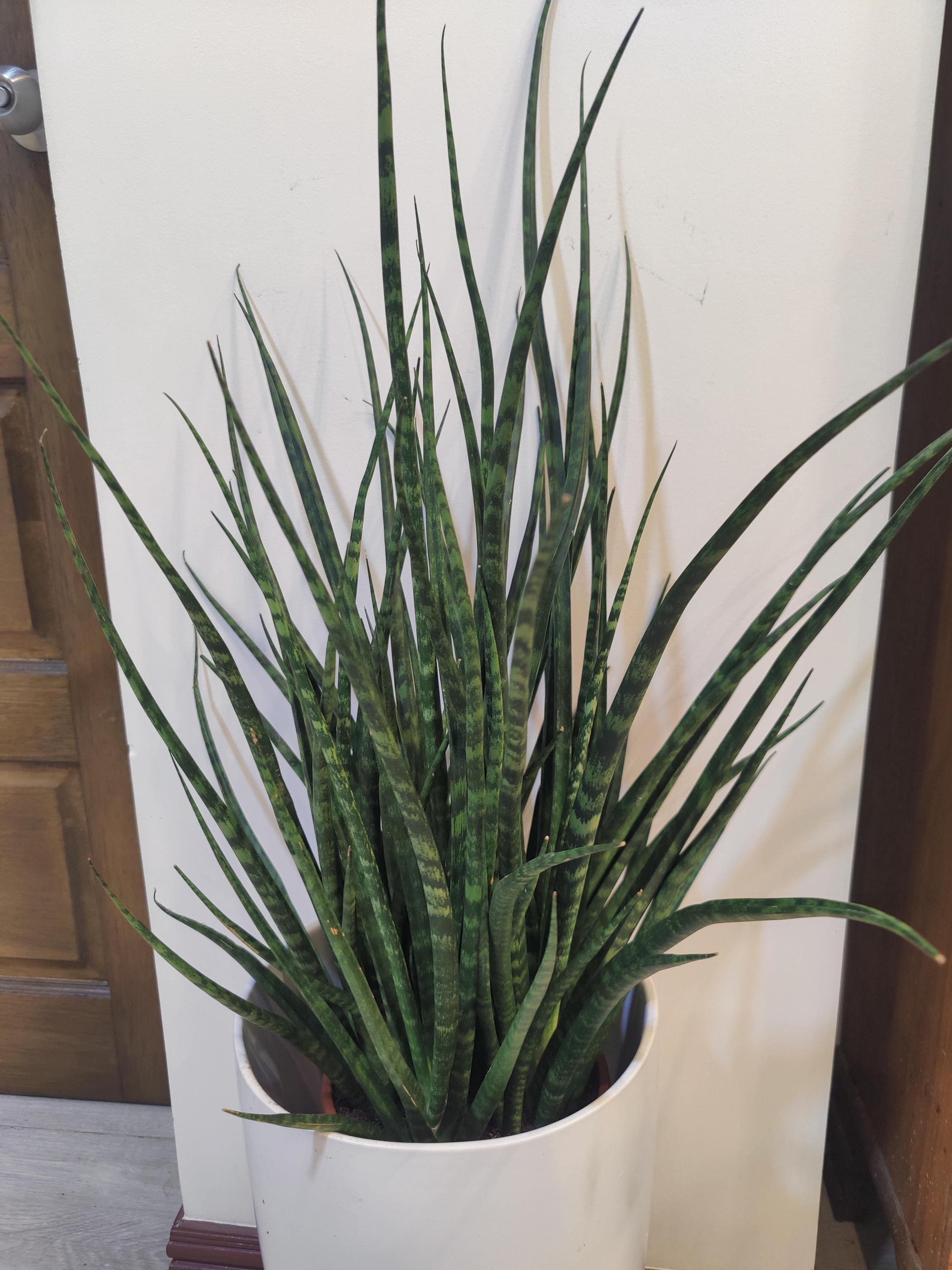 Sansevieria Fernwood succulent 2” snake plant **(ALL plants require you to purchase ANY 2 plants!)**