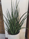 Sansevieria Fernwood succulent XL starter snake plant **(ALL plants require you to purchase ANY 2 plants!)**