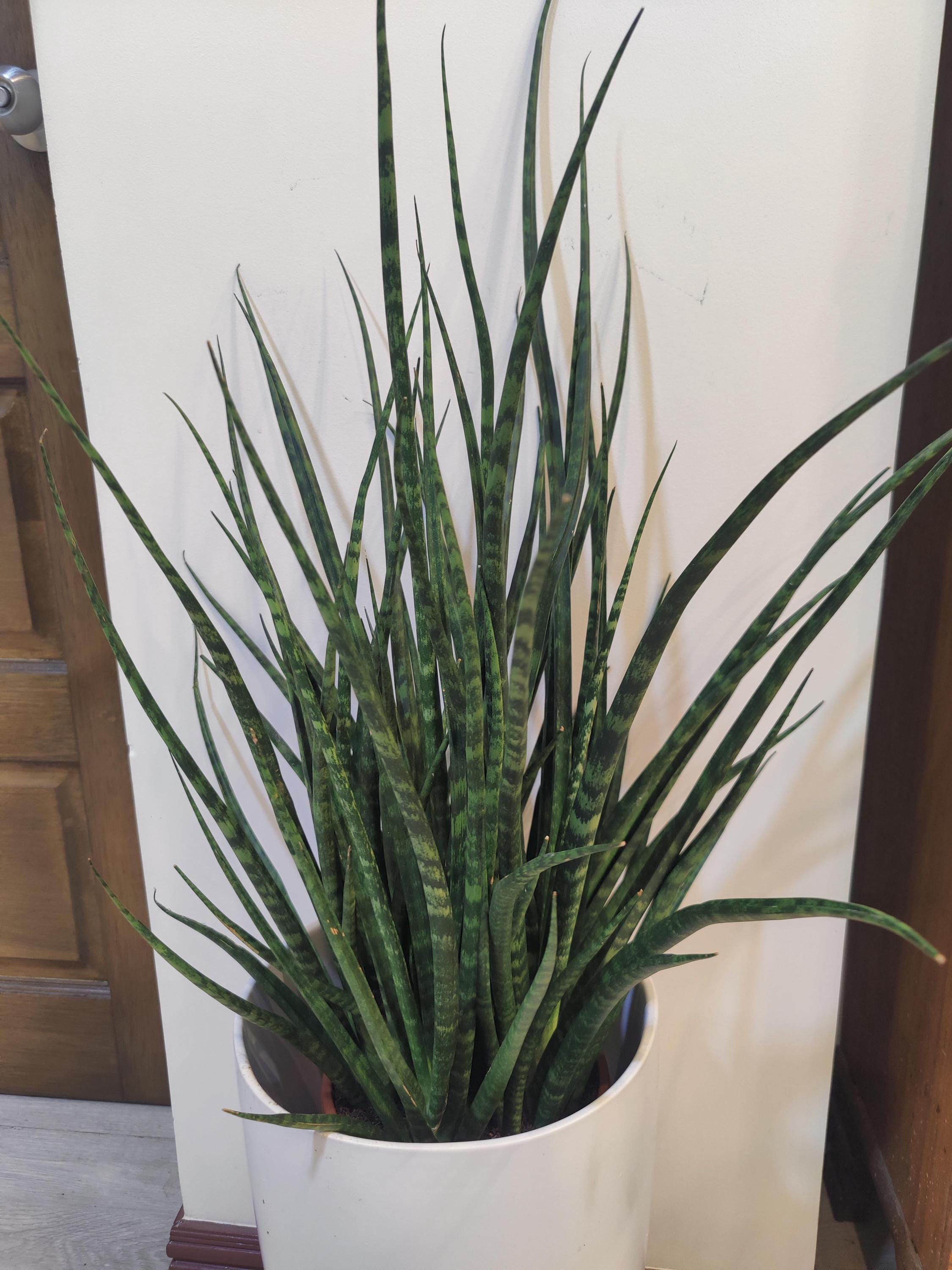 Sansevieria Fernwood succulent XL starter snake plant **(ALL plants require you to purchase ANY 2 plants!)**