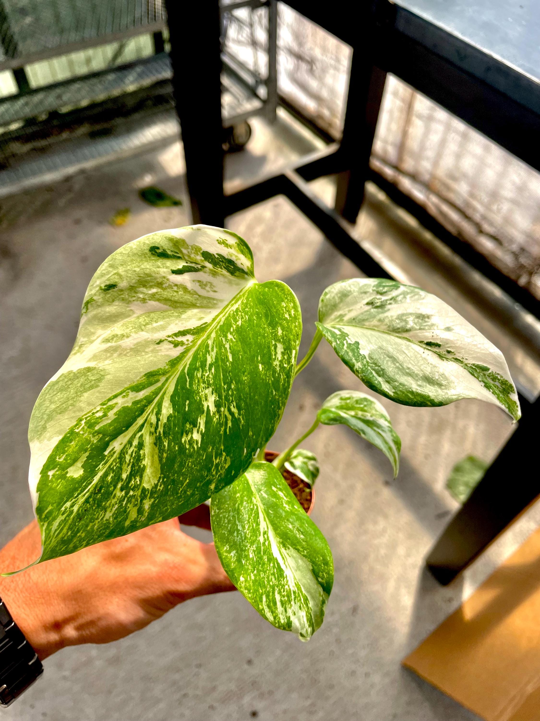 Monstera Borsigiana Albo 2” plant **(ALL plants require you to purchase ANY 2 plants!)**