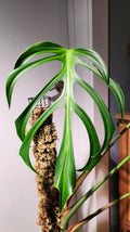 Monstera Burle Marx Flame rare starter plant **(ALL plants require you to purchase ANY 2 plants!)**