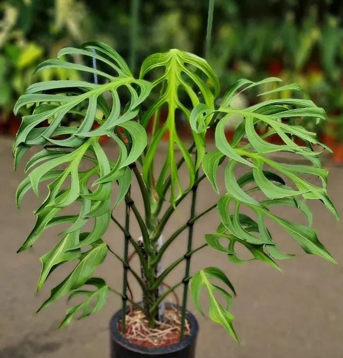 Monstera Burle Marx Flame rare 2” plant **(ALL plants require you to purchase ANY 2 plants!)**