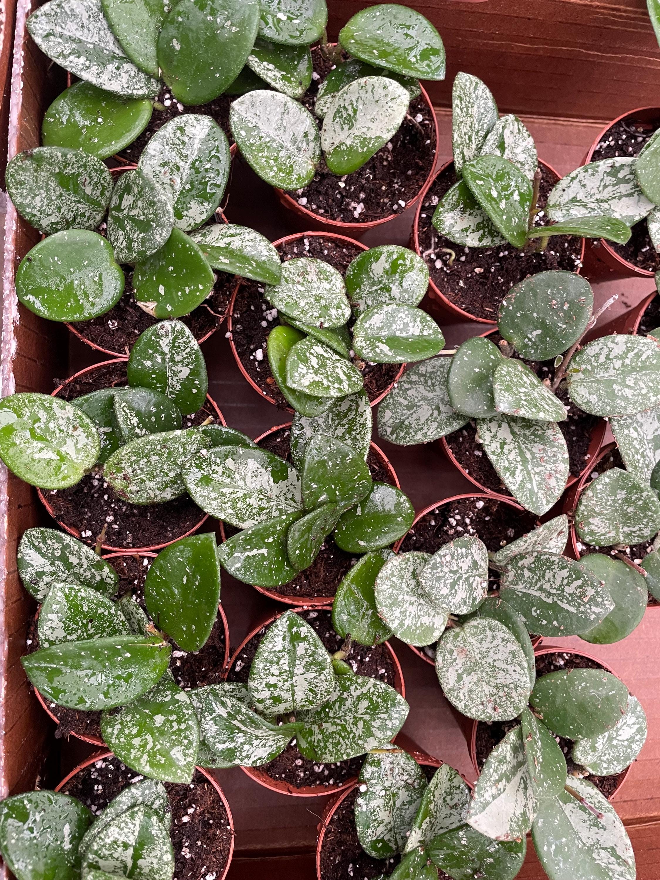 Hoya Mathilde splash 2” Plant (ALL PLANTS require you to purchase 2 plants!)**