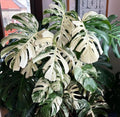 Monstera Albo starter plant **(ALL plants require you to purchase ANY 2 plants!)**