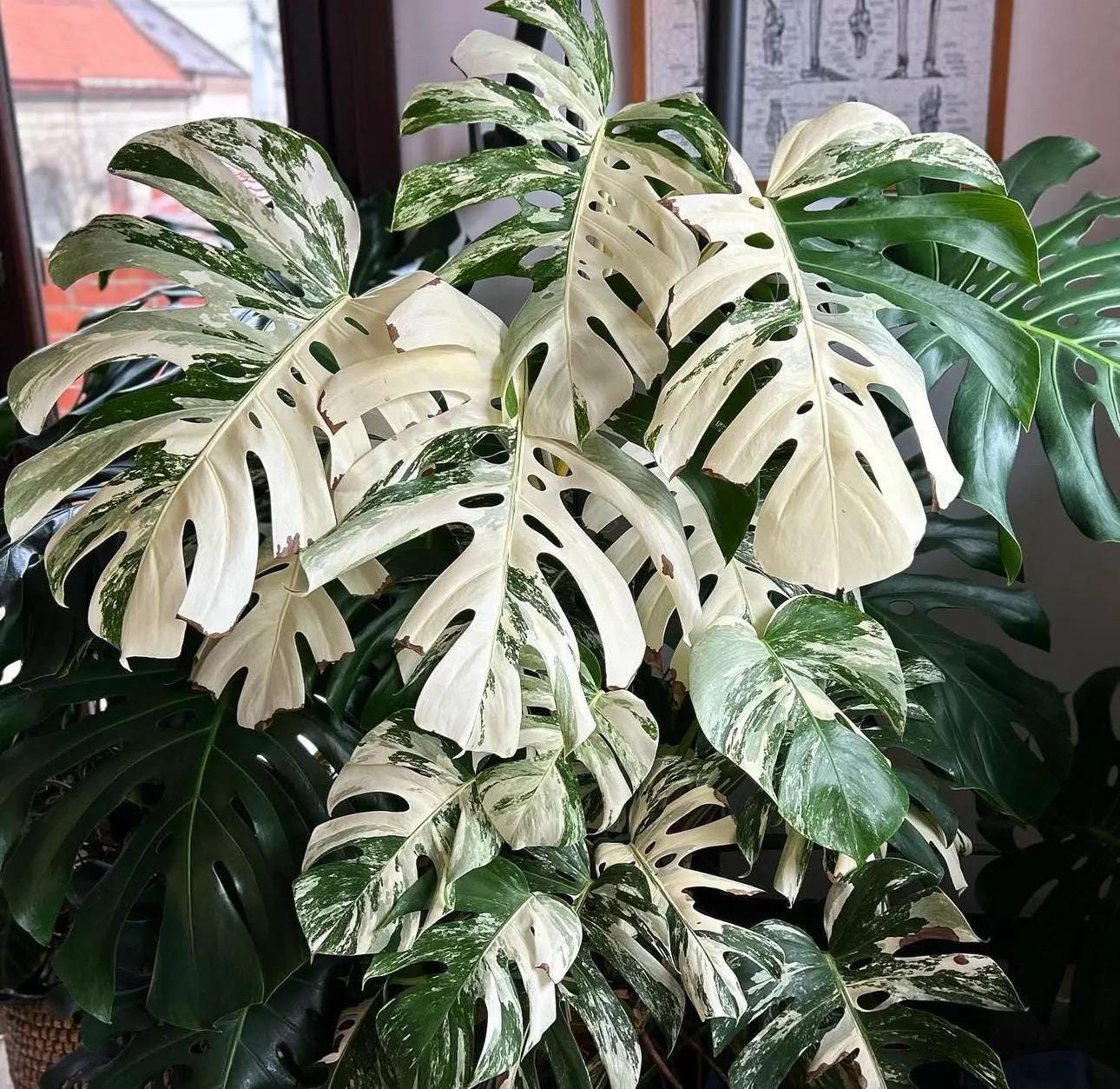 Monstera Albo starter plant **(ALL plants require you to purchase ANY 2 plants!)**