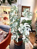 Monstera Borsigiana Albo 2” plant **(ALL plants require you to purchase ANY 2 plants!)**