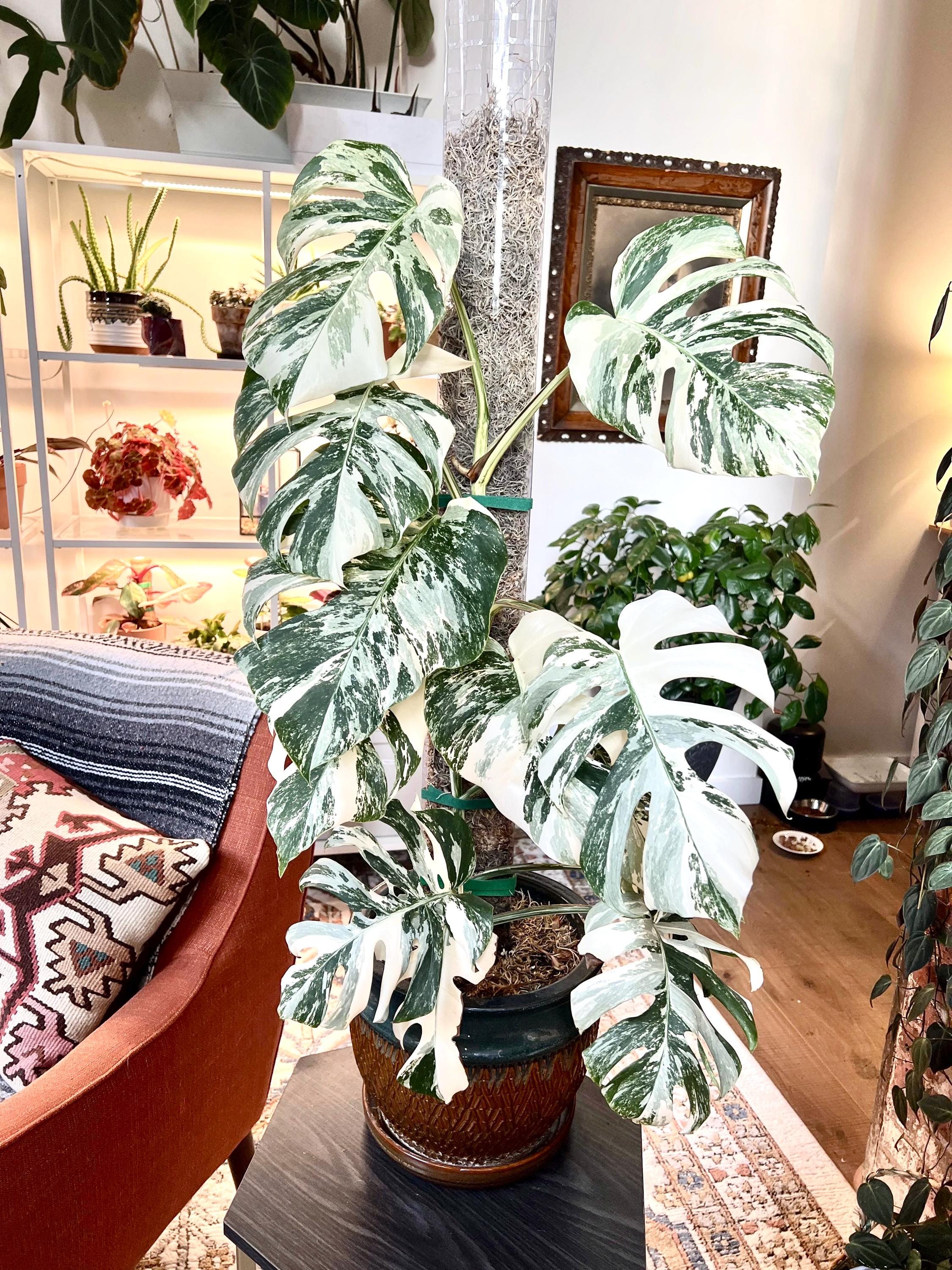 Monstera Borsigiana Albo starter plant **(ALL plants require you to purchase ANY 2 plants!)**