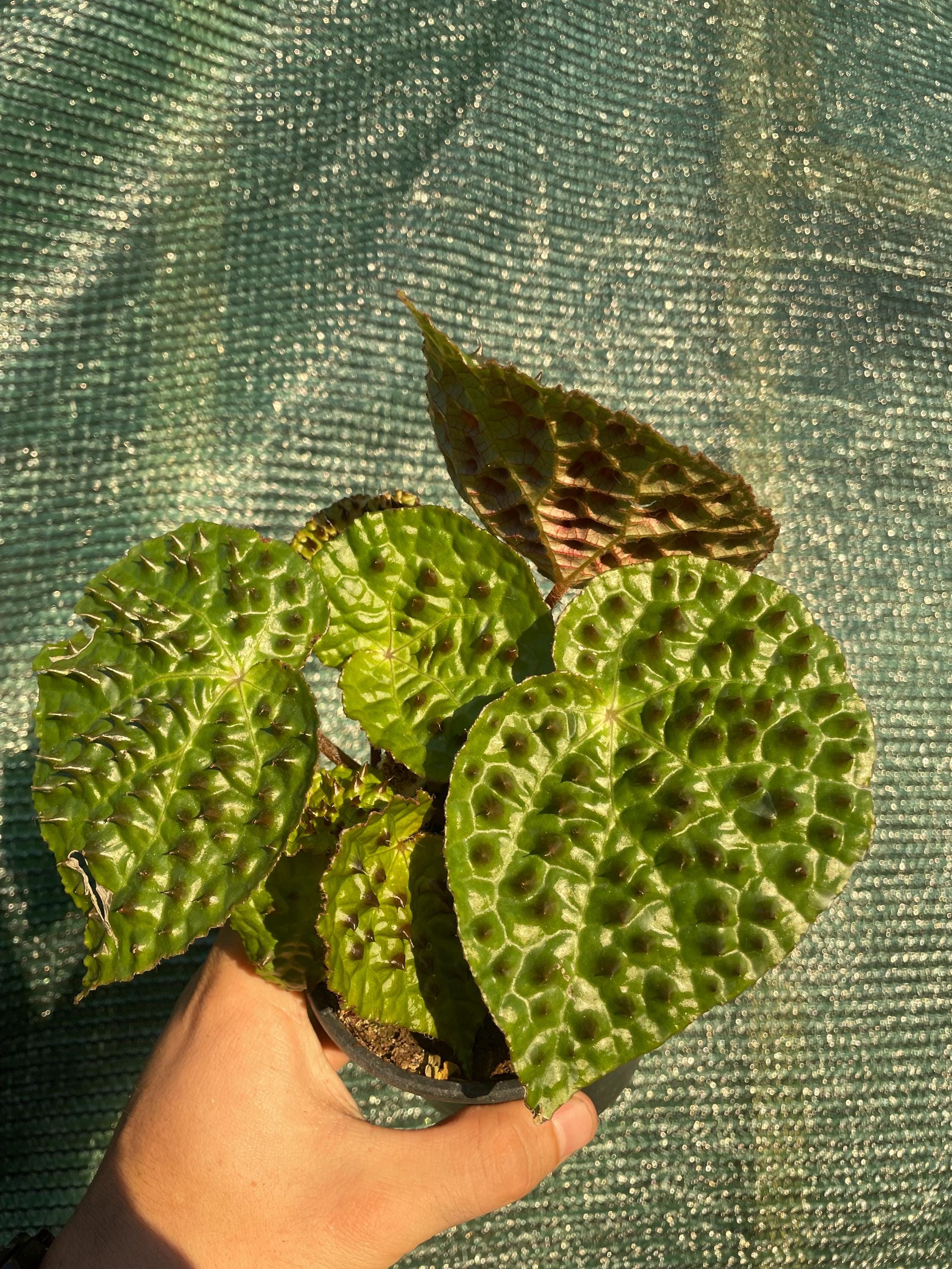 Begonia Rex Ferox “spiked angel wing” 4” potted plant **(ALL plants require you to purchase ANY 2 plants!)**