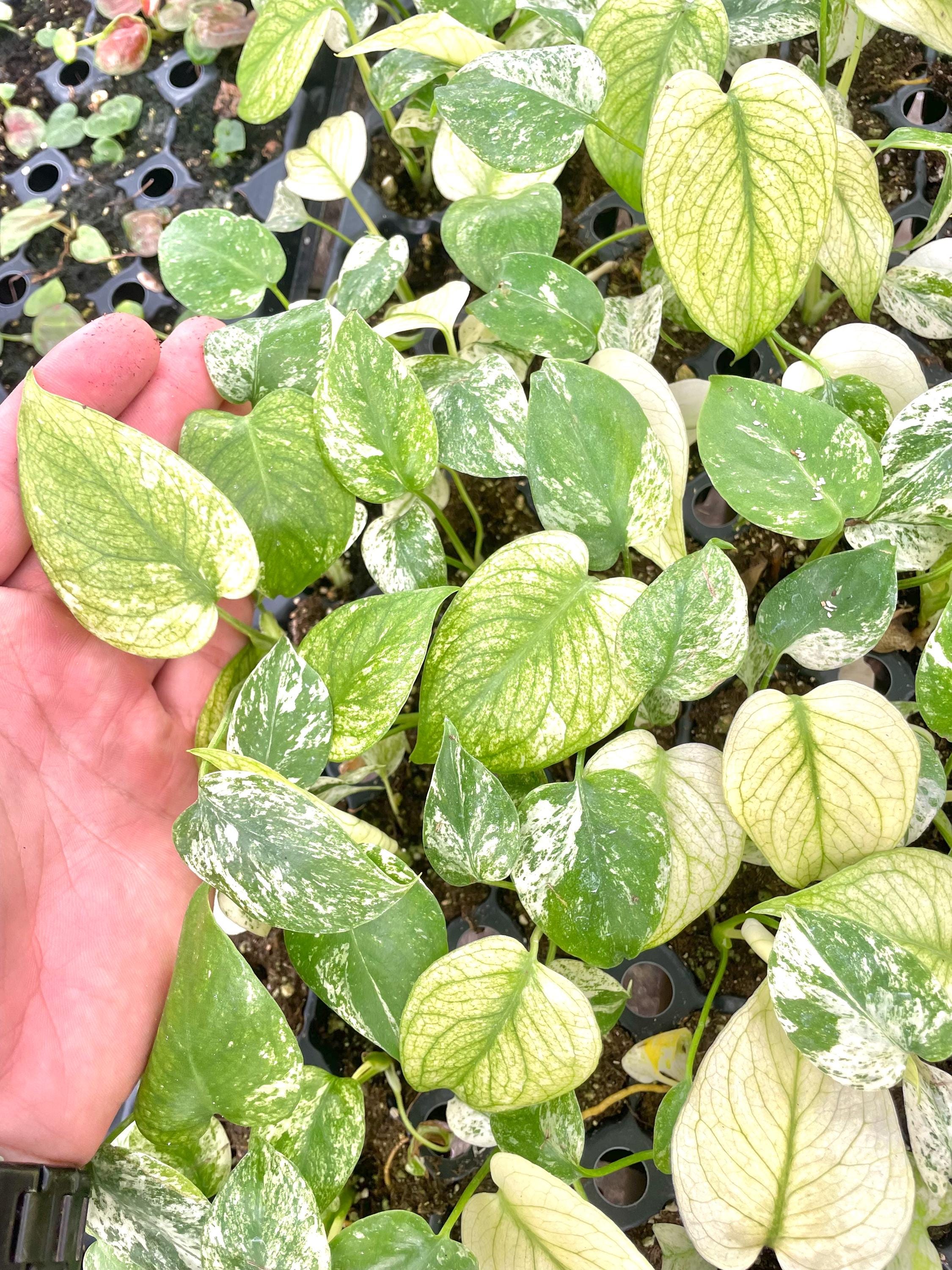 Monstera Mint high variegation rooted starter plant **(ALL plants require you to purchase ANY 2 plants!)**