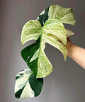Monstera sp.Noid starter plant **(ALL plants require you to purchase ANY 2 plants!)**
