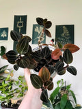 sea turtle 20 pack