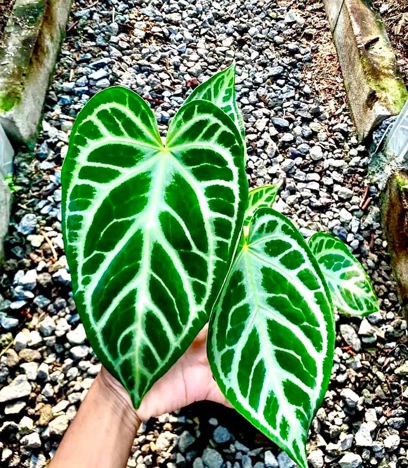 Anthurium Magnificum X Silver Blush 2” plant **(ALL plants require you to purchase ANY 2 plants!)**