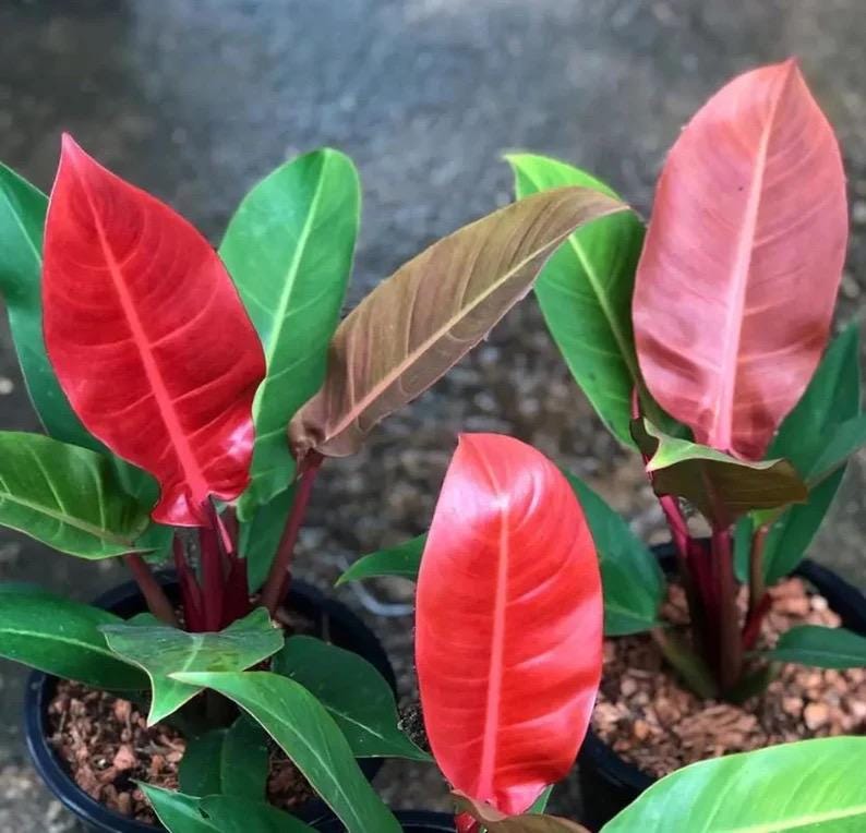 Philodendron Imperial red starter plant **(ALL plants require you to purchase ANY 2 plants!)**