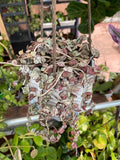 Hoya Curtisii splash starter Plant (ALL PLANTS require you to purchase 2 plants!)**