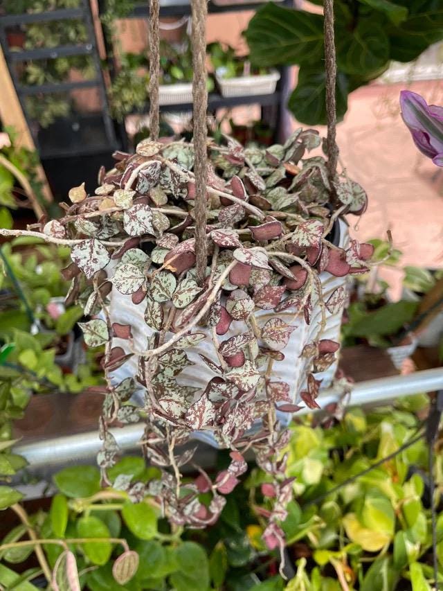 Hoya Curtisii splash starter Plant (ALL PLANTS require you to purchase 2 plants!)**