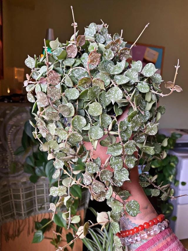 Hoya Curtisii splash 2” Plant (ALL PLANTS require you to purchase 2 plants!)**