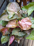 Syngonium Plum allusion starter plant **(ALL plants require you to purchase ANY 2 plants!)**