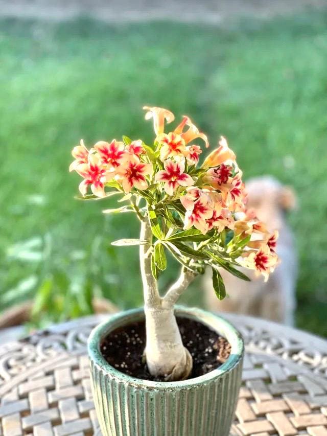 Desert rose “Star cluster” adenium obesum rare flower starter plant **(ALL plants require you to purchase ANY 2 plants!)**