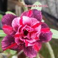 Desert rose “victorias secret” adenium obesum rare flower starter plant **(ALL plants require you to purchase ANY 2 plants!)**