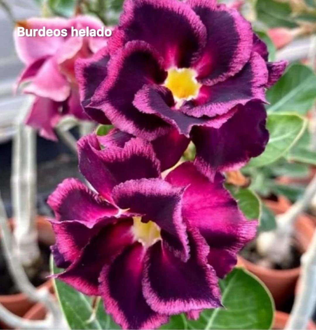 Desert rose “Burdeos Helado” adenium obesum rare flower starter plant **(ALL plants require you to purchase ANY 2 plants!)**