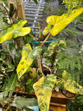 Philodendron domesticum variegated starter plant **(ALL plants require you to purchase ANY 2 plants!)**