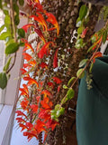 Columnea “Janelle” lipstick 2” plant **(ALL plants require you to purchase ANY 2 plants!)**