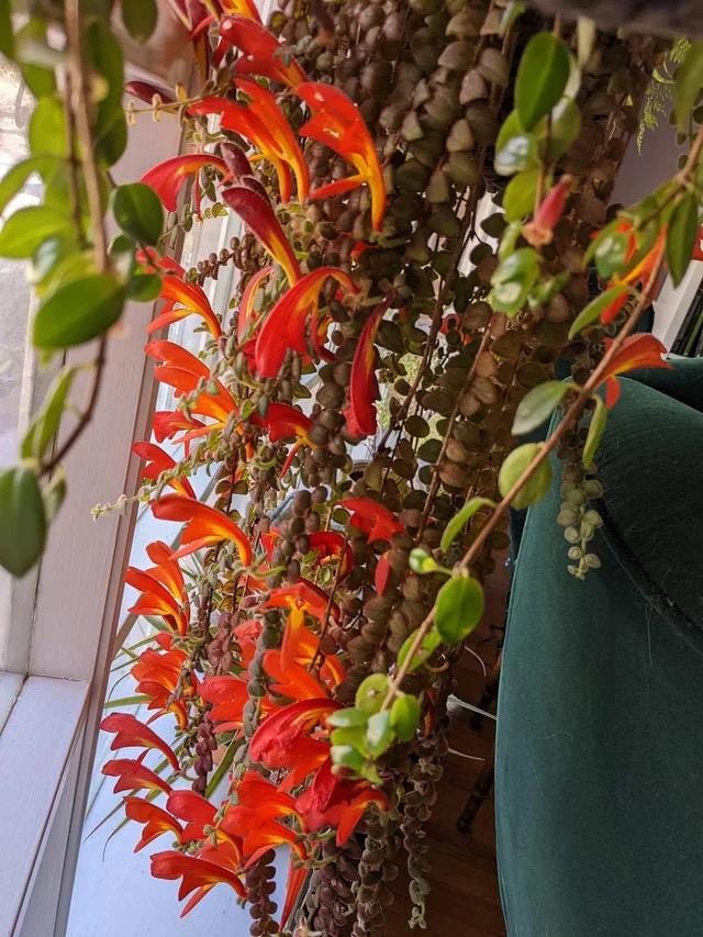 Columnea “Janelle” lipstick 2” plant **(ALL plants require you to purchase ANY 2 plants!)**