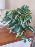 Philodendron “Silver stripe” vining  starter plant **(ALL plants require you to purchase ANY 2 plants!)**