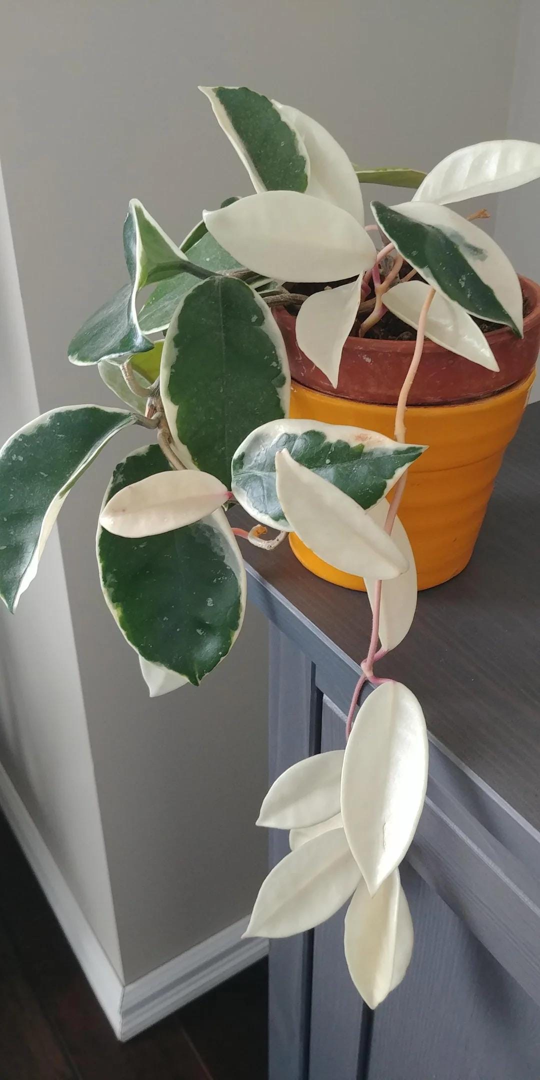 Hoya carnosa albo starter plant **(ALL plants require you to purchase ANY 2 plants!)**