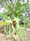 Platycerium .sp moosehorn Staghorn Fern Rare Starter Plant **(ALL STARTER PLANTS require you to purchase 2 plants!)**