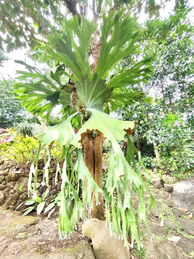Platycerium .sp moosehorn Staghorn Fern Rare Starter Plant **(ALL STARTER PLANTS require you to purchase 2 plants!)**
