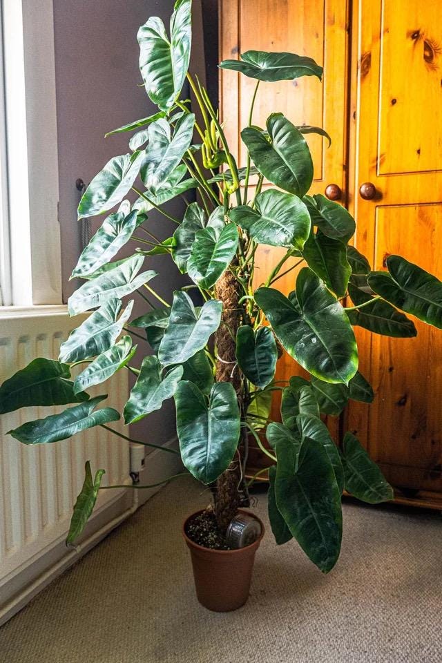 Philodendron Burle Marx starter plant **(ALL plants require you to purchase ANY 2 plants!)**
