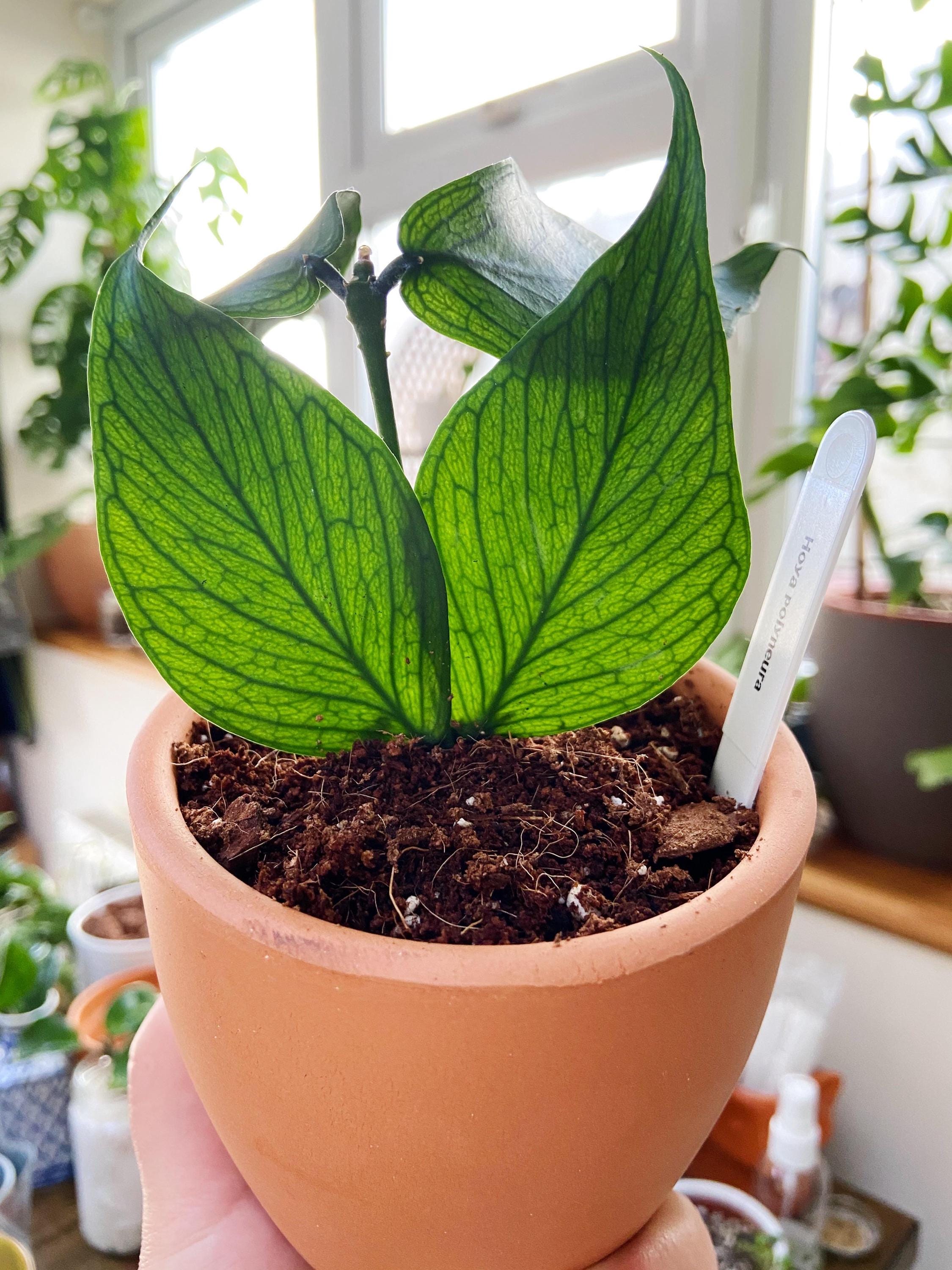 Hoya Polyneura starter plant **(ALL plants require you to purchase ANY 2 plants!)**