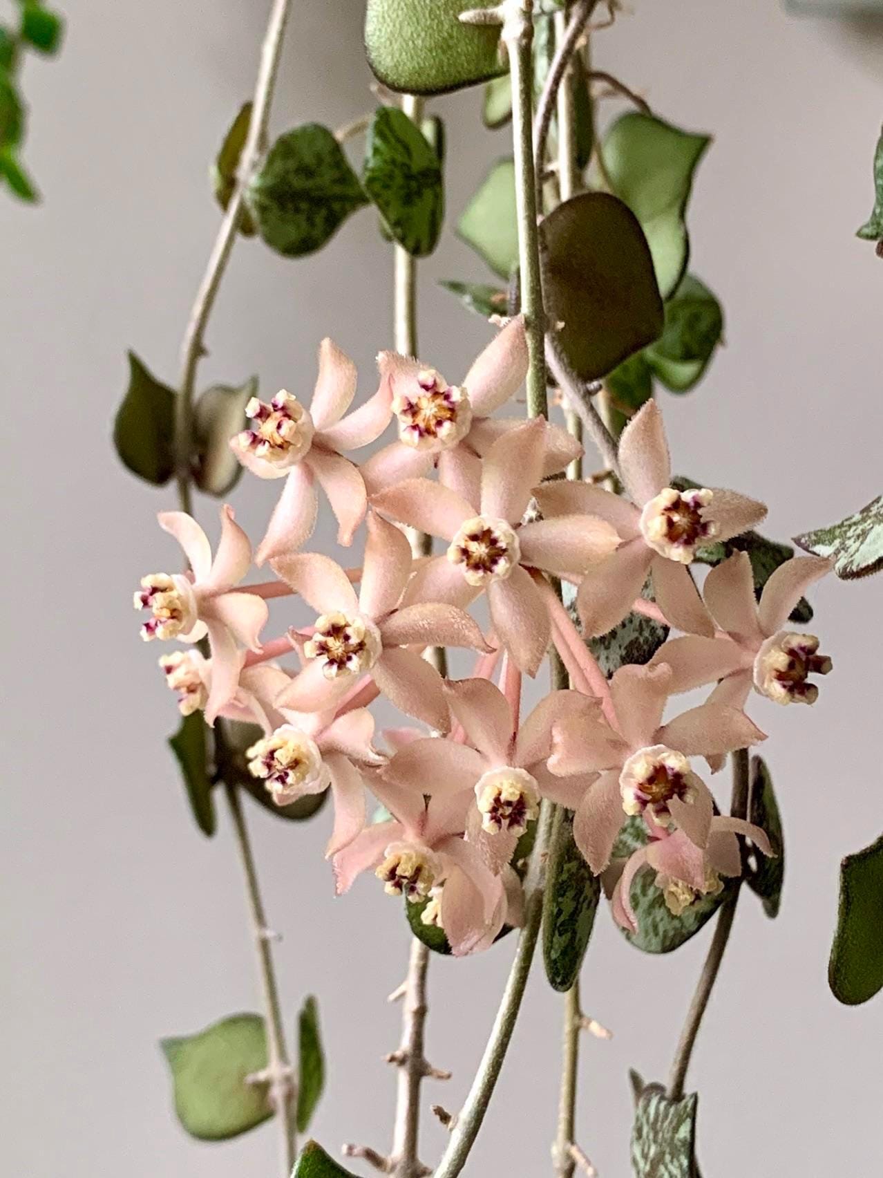 Hoya Curtisii splash starter Plant (ALL PLANTS require you to purchase 2 plants!)**
