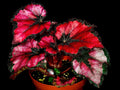 Begonia Rex shadow king Red 2” plant **(ALL plants require you to purchase ANY 2 plants!)**