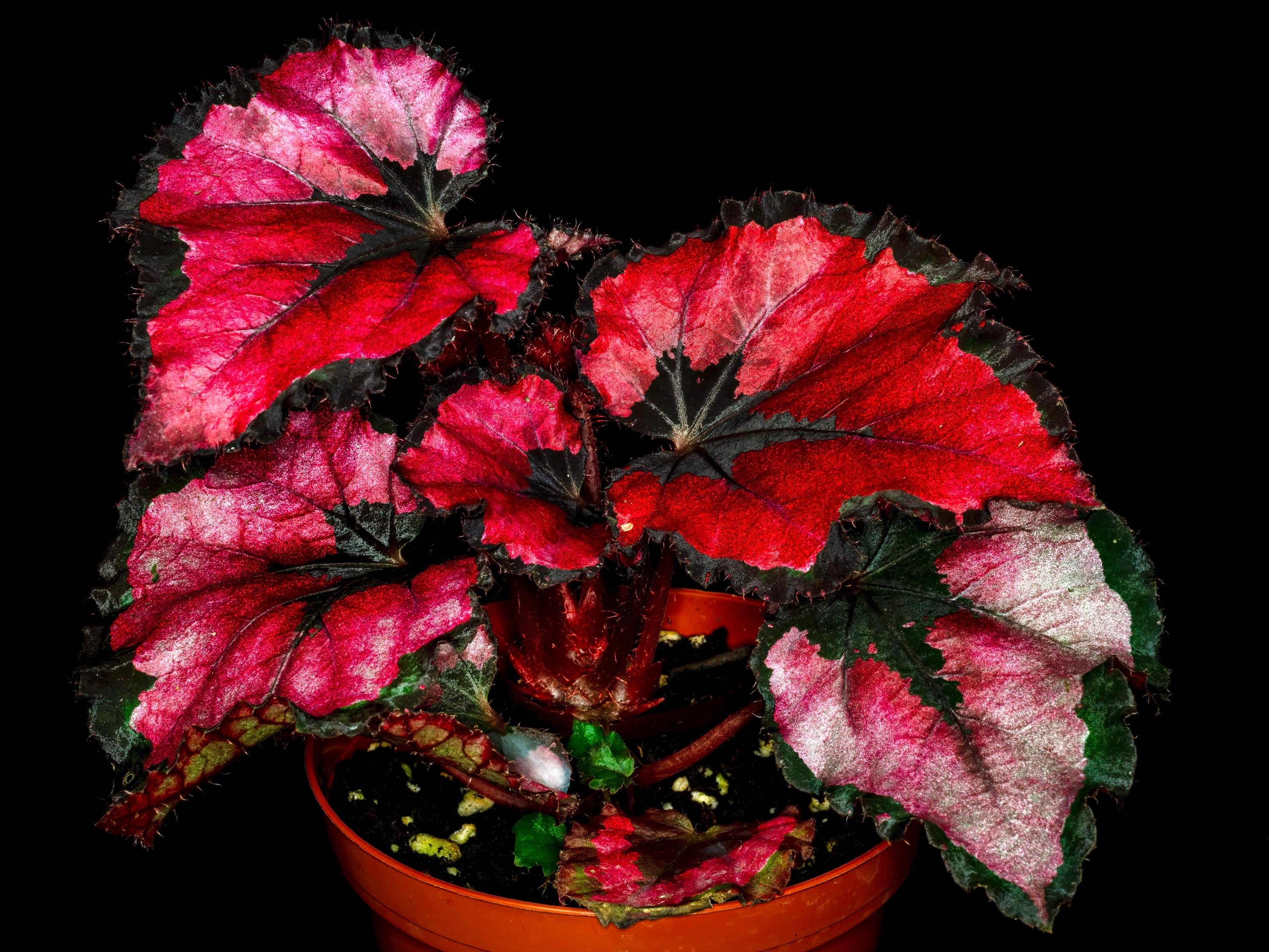 Begonia Rex shadow king Red starter plant **(ALL plants require you to purchase ANY 2 plants!)**