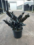 ZZ Oscura starter plant **(ALL plants require you to purchase ANY 2 plants!)**