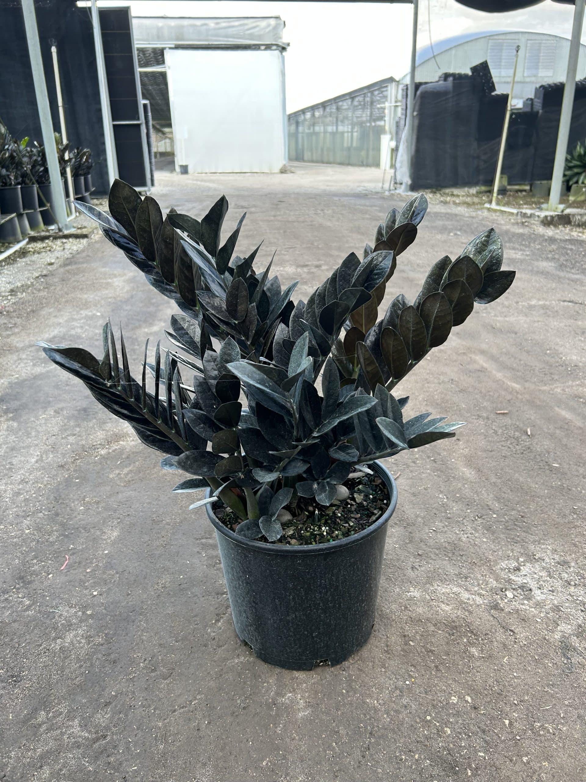 ZZ Oscura starter plant **(ALL plants require you to purchase ANY 2 plants!)**