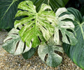 Monstera White monster starter plant **(ALL plants require you to purchase ANY 2 plants!)**
