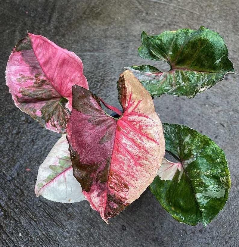 Syngonium strawberry ice 2” pot **(ALL plants require you to purchase ANY 2 plants!)**