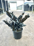 Zamioculcas Zamiifolia black 4” pot **(ALL plants require you to purchase ANY 2 plants!)**