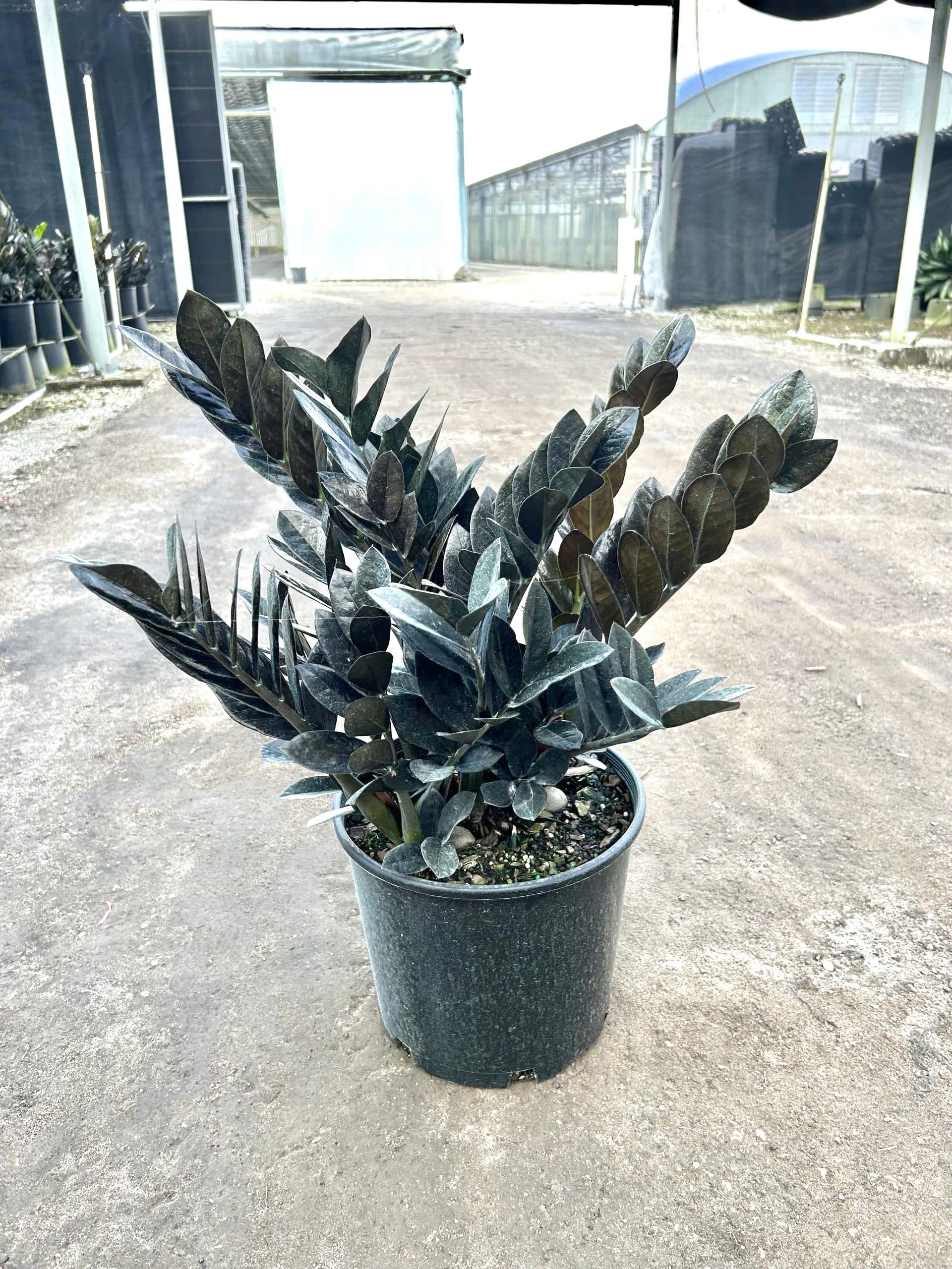 ZZ Oscura 2” plant **(ALL plants require you to purchase ANY 2 plants!)**