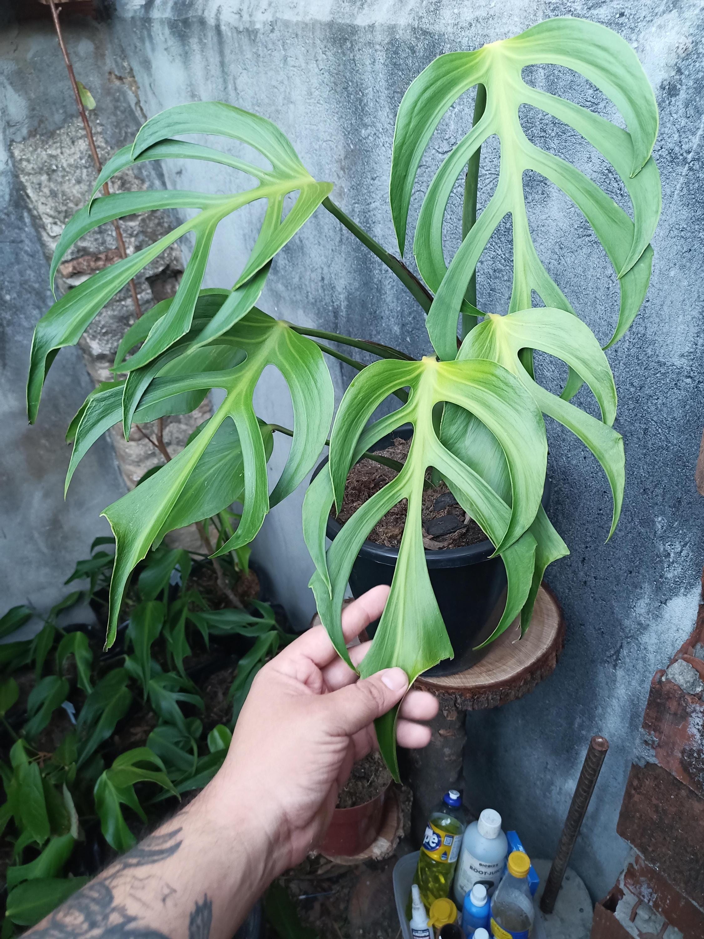Monstera Burle Marx Flame rare 4” plant **(ALL plants require you to purchase ANY 2 plants!)**