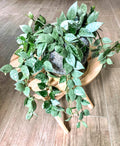 Hoya Krohniana Eskimo 4” multistem large plant **(ALL plants require you to purchase ANY 2 plants!)**