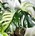 Monstera Jungle mint starter plant **(ALL plants require you to purchase ANY 2 plants!)**
