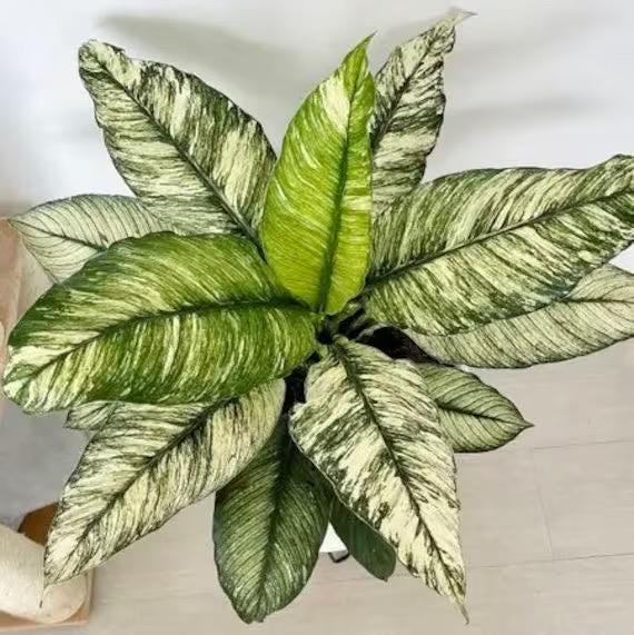 Variegated peace lily “sensation” high variegation 2” plant **(ALL plants require you to purchase ANY 2 plants!)**