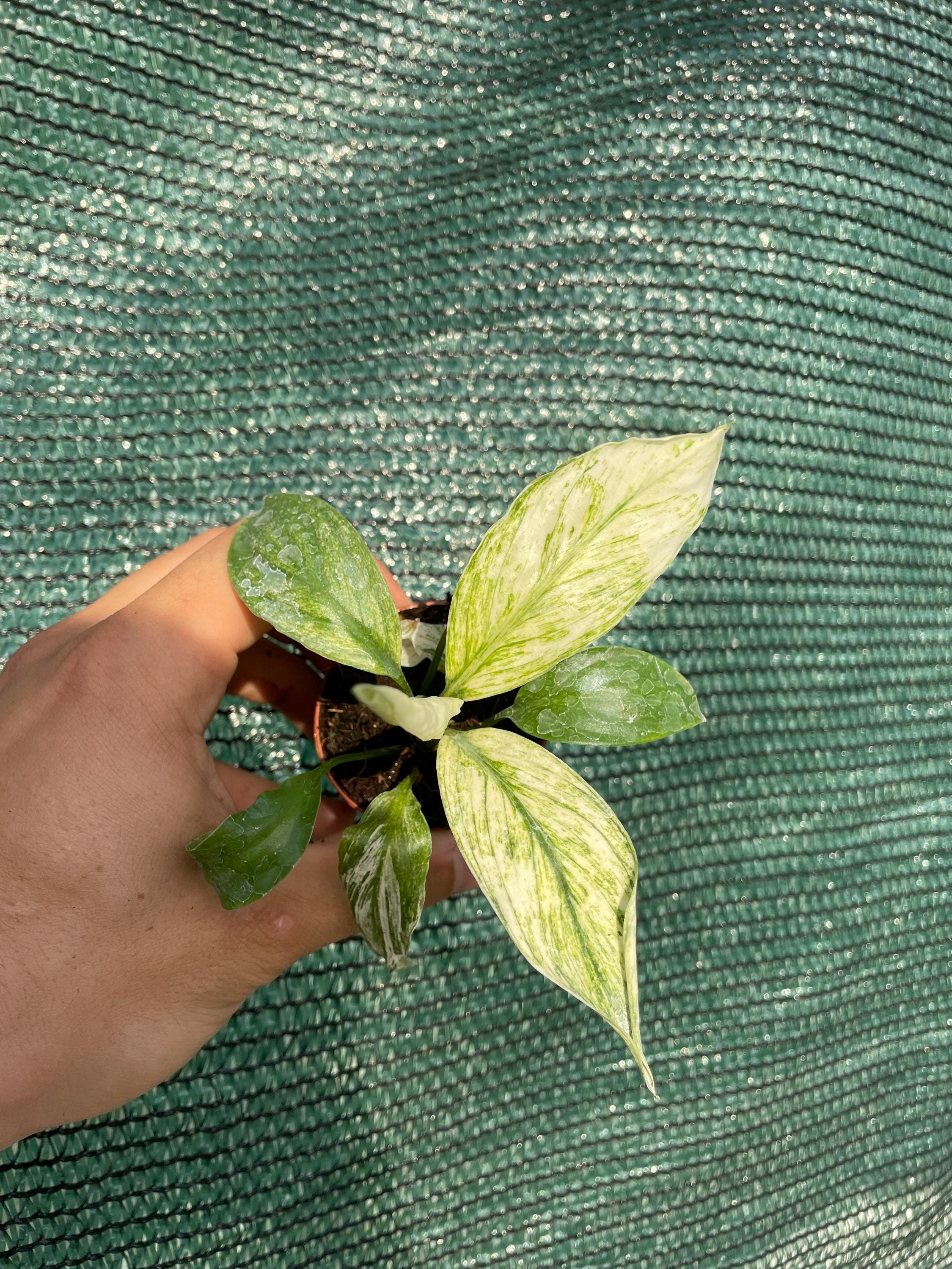 Variegated peace lily “sensation” high variegation 2” plant **(ALL plants require you to purchase ANY 2 plants!)**