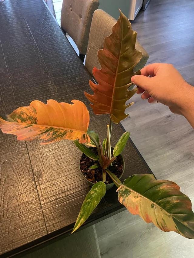 Philodendron Caramel marble pluto variegated 2” pot **(ALL plants require you to purchase ANY 2 plants!)**