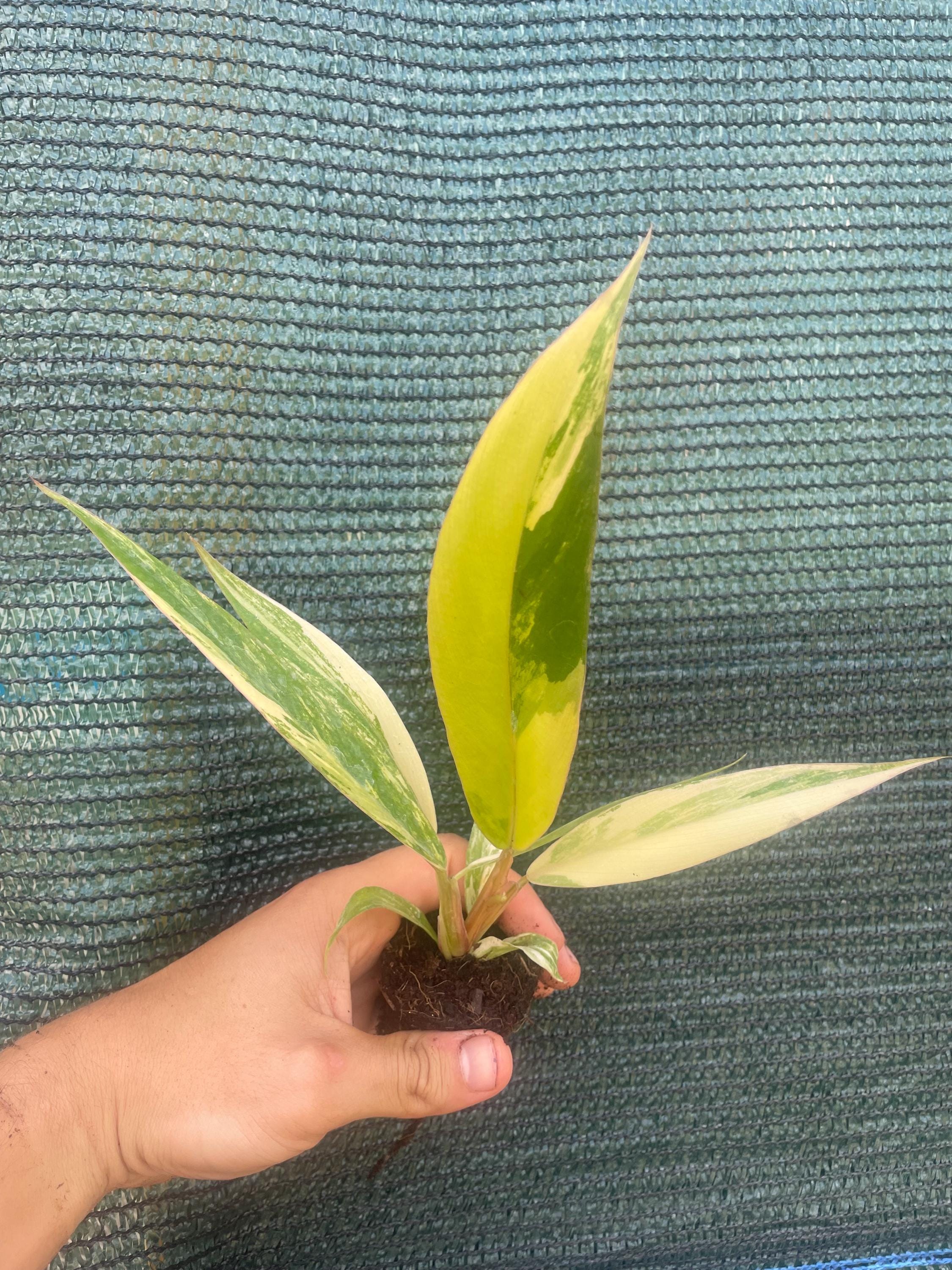 Philodendron Caramel marble pluto top variegation starter plant **(ALL plants require you to purchase ANY 2 plants!)**