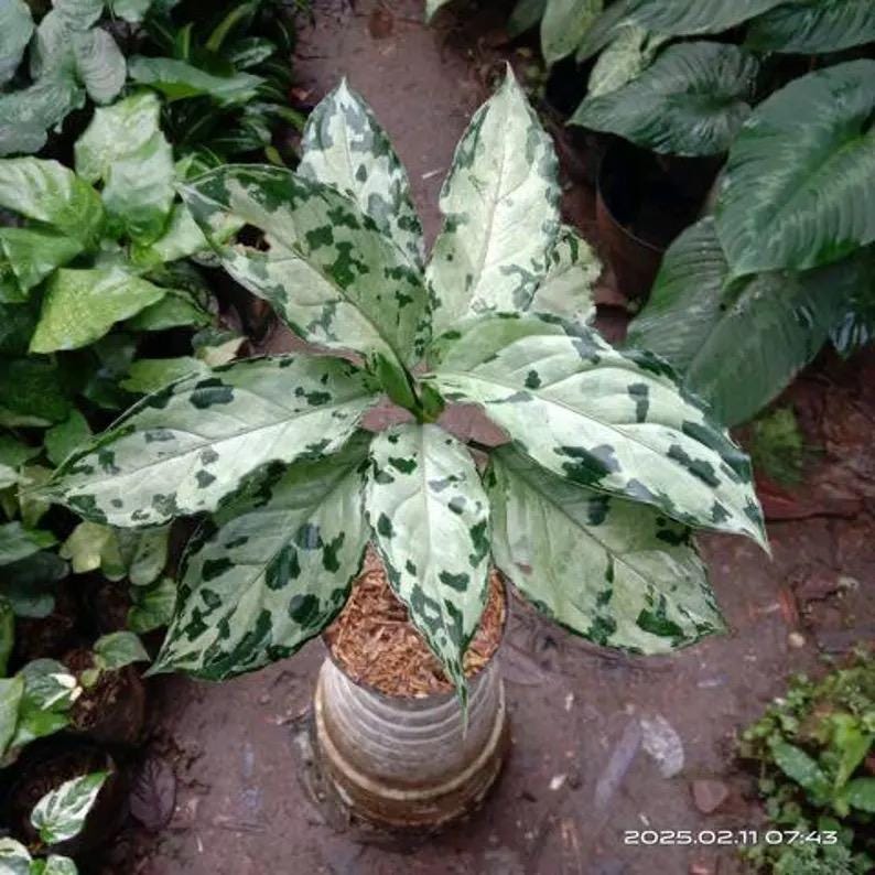 Aglaonema Pictum bicolor starter plant **(ALL plants require you to purchase ANY 2 plants!)**